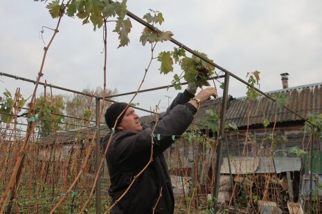 Готовим виноград к зимовке