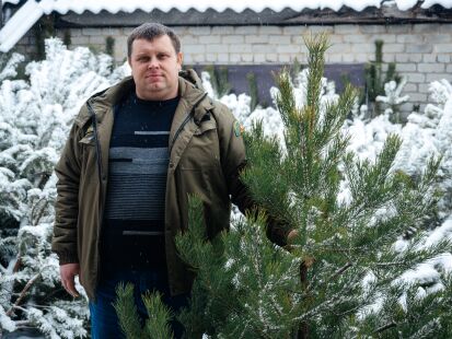 Ёлки-иголки