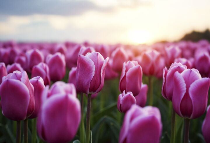 Весеннее обострение... искренности