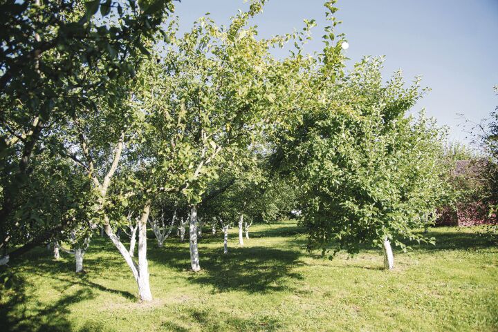 Яблоневый сад — место, где встречаются поколения